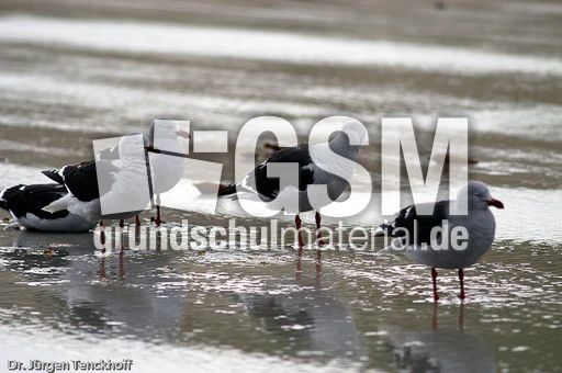 Delphinmöve (5 von 8).jpg